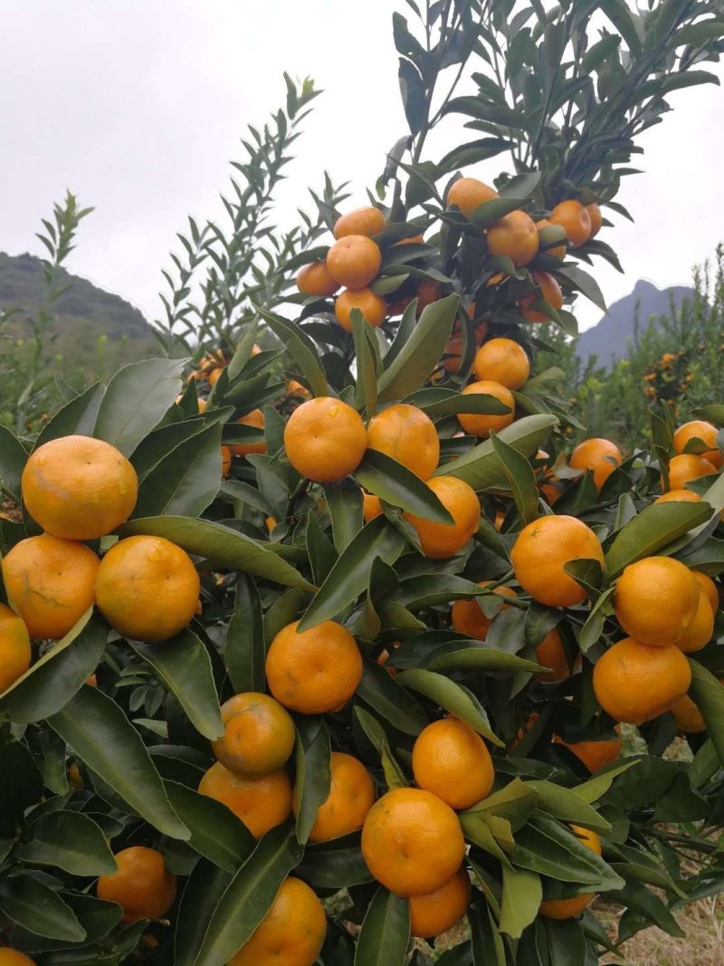 马水桔，果园直供，40亩，果靓味甜，果均匀无花皮，有诚意