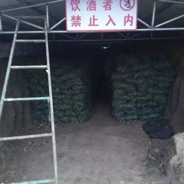 大量供应烟薯25红薯种
