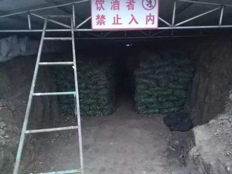 大量供应烟薯25红薯种