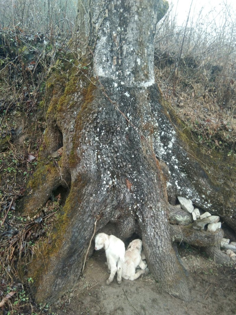 纯野生训养富硒山羊