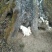 纯野生训养富硒山羊