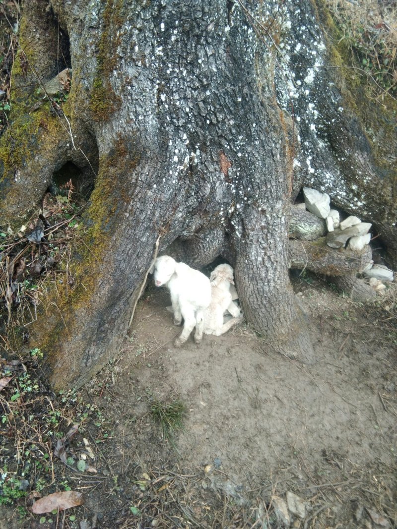 纯野生训养富硒山羊