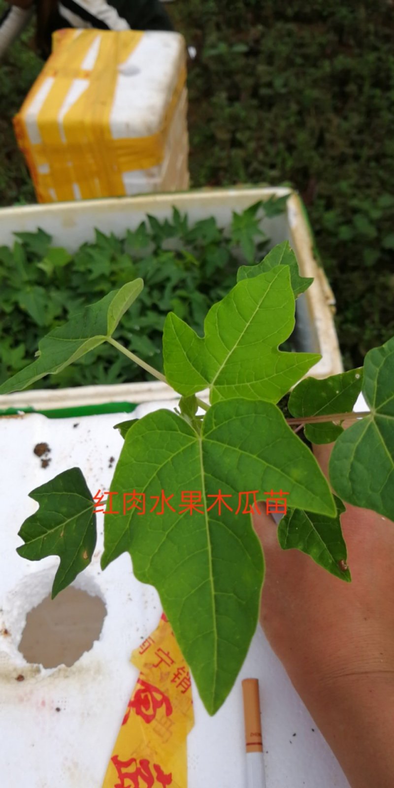 南方水果水果红肉木瓜苗抗性强