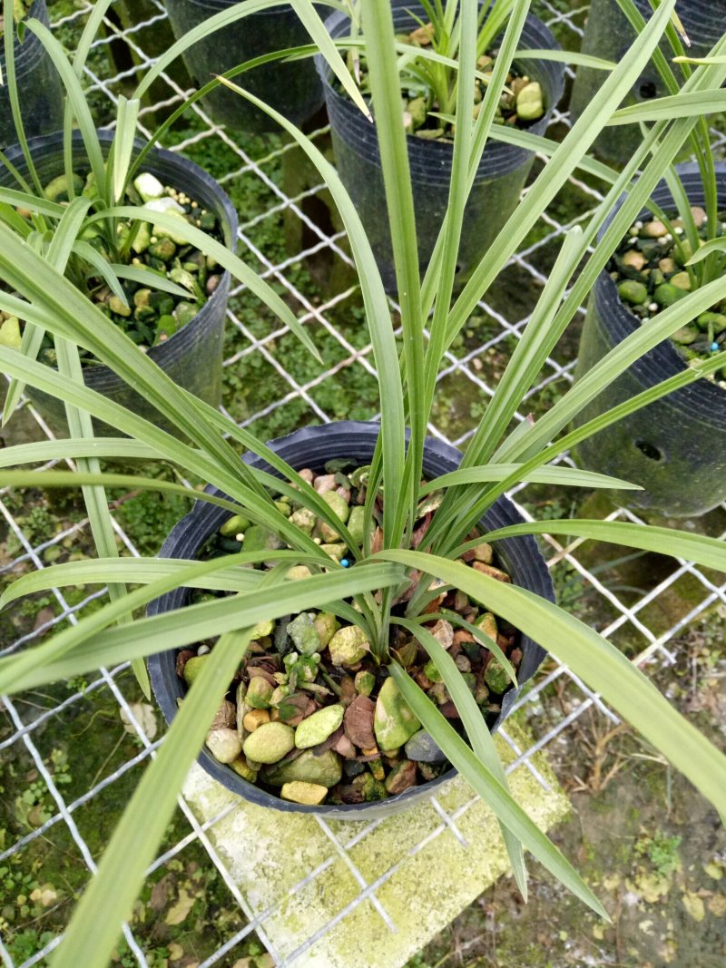 春兰奇花之首余蝴蝶，浓香型，多瓣多舌，花期11-1月