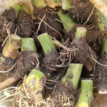 广西荔浦芋头种苗种植苗种易种植，成活率高。