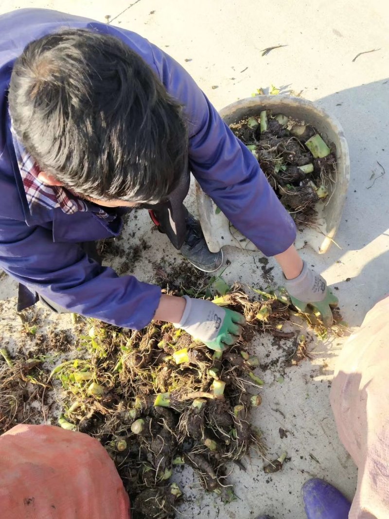 广西荔浦芋头种苗种植苗种易种植，成活率高。