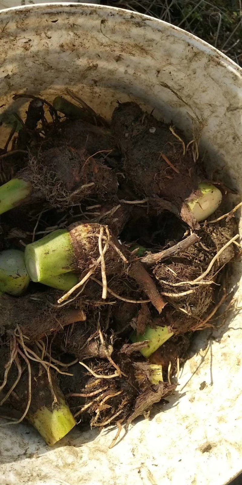 广西荔浦芋头种苗种植苗种易种植，成活率高。