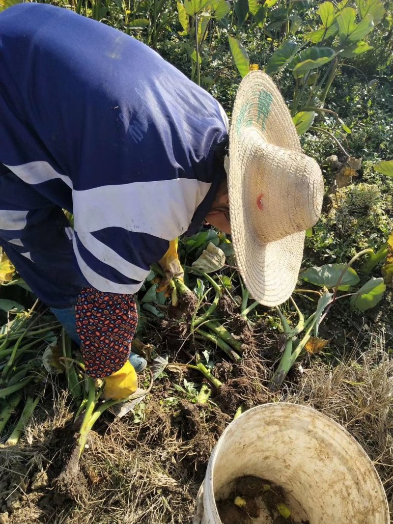 广西荔浦芋头种苗种植苗种易种植，成活率高。