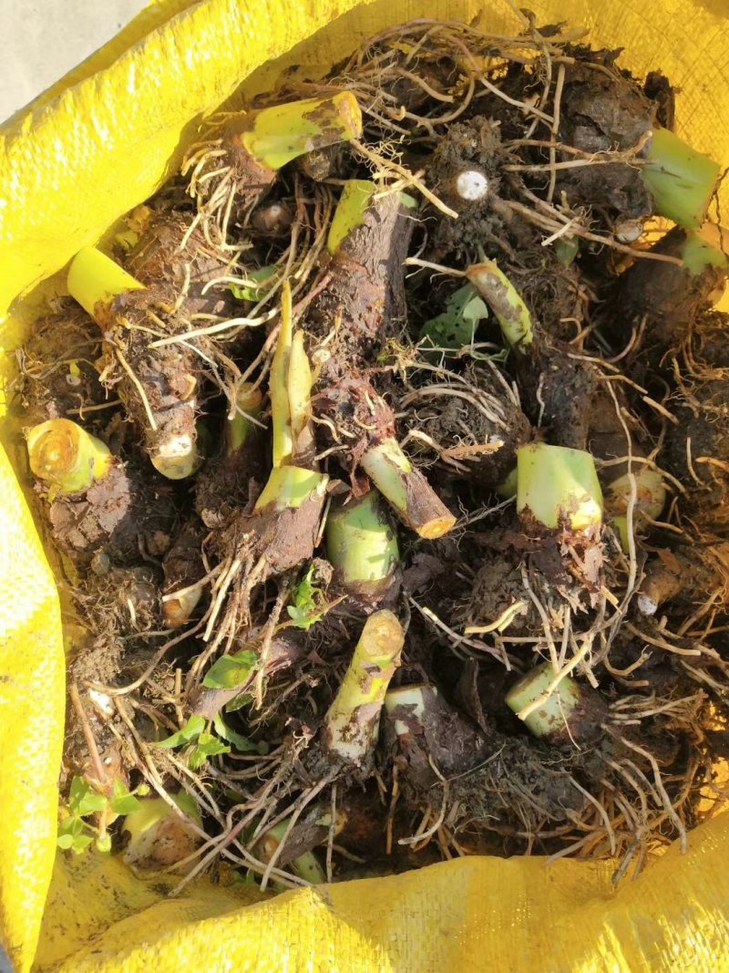 广西荔浦芋头种苗种植苗种易种植，成活率高。