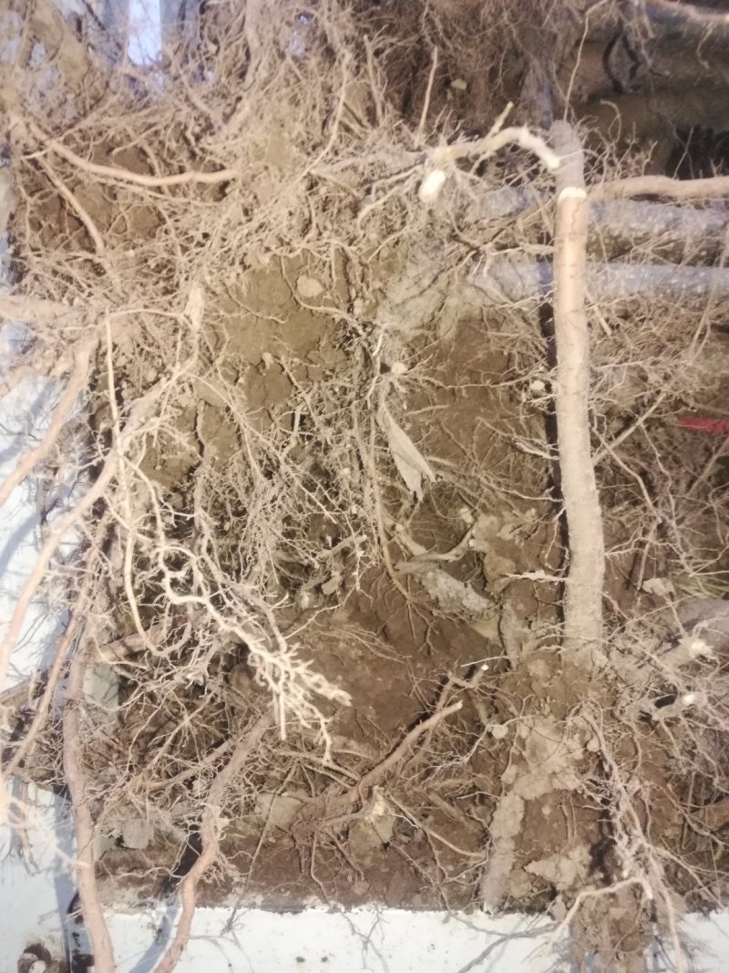 107无病虫害，抗碱耐涝，成活率高，带土球耐运输。