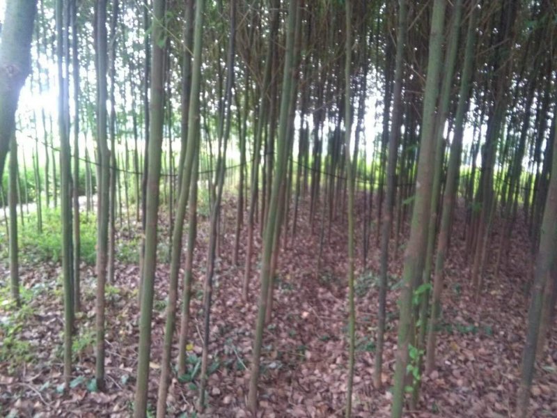 香樟