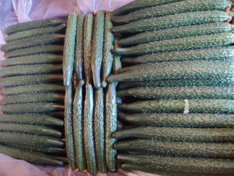 河北密刺黄瓜实力代收！合作共赢！用实力说话