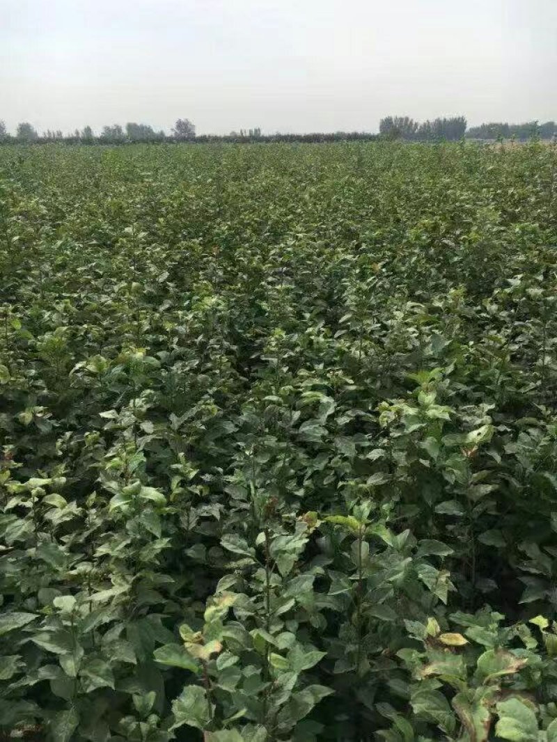 八棱海棠苗……1年生的，2年生的，多年生的。