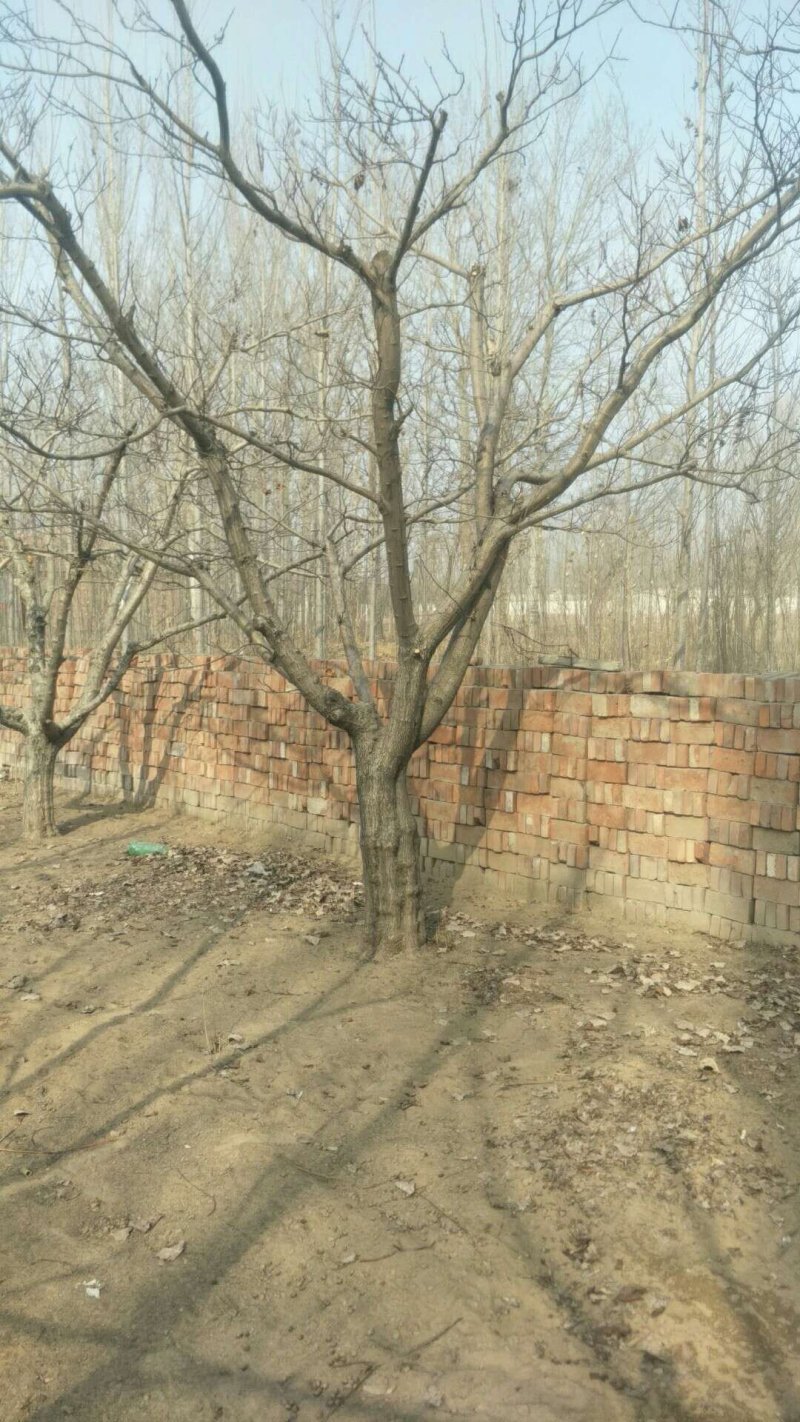 山楂树