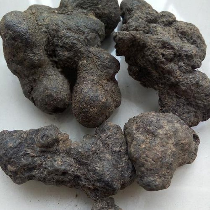 干货猪苓猪苓干猪苓片猪苓猪屎苓湿猪苓可做种