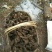 野生猪苓选品黑药猪屎苓500克干货20起包邮