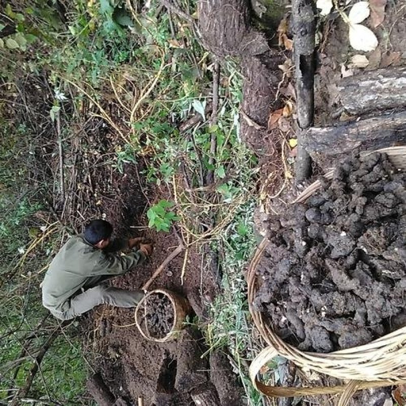 野生猪苓选品黑药猪屎苓500克干货20起包邮