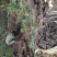 野生猪苓选品黑药猪屎苓500克干货20起包邮