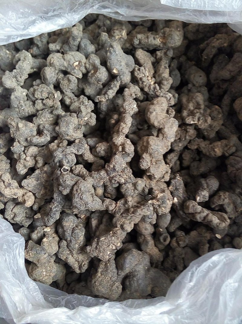 野生猪苓选品黑药猪屎苓500克干货20起包邮