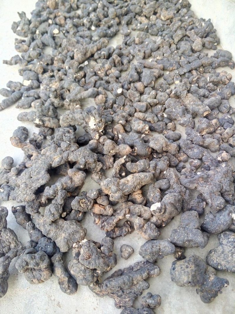 野生猪苓选品黑药猪屎苓500克干货20起包邮