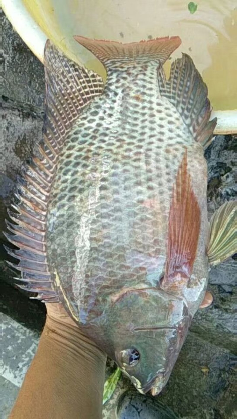 罗非鱼苗新吉富罗非苗，海南一号罗非鱼苗产地直发品质保证
