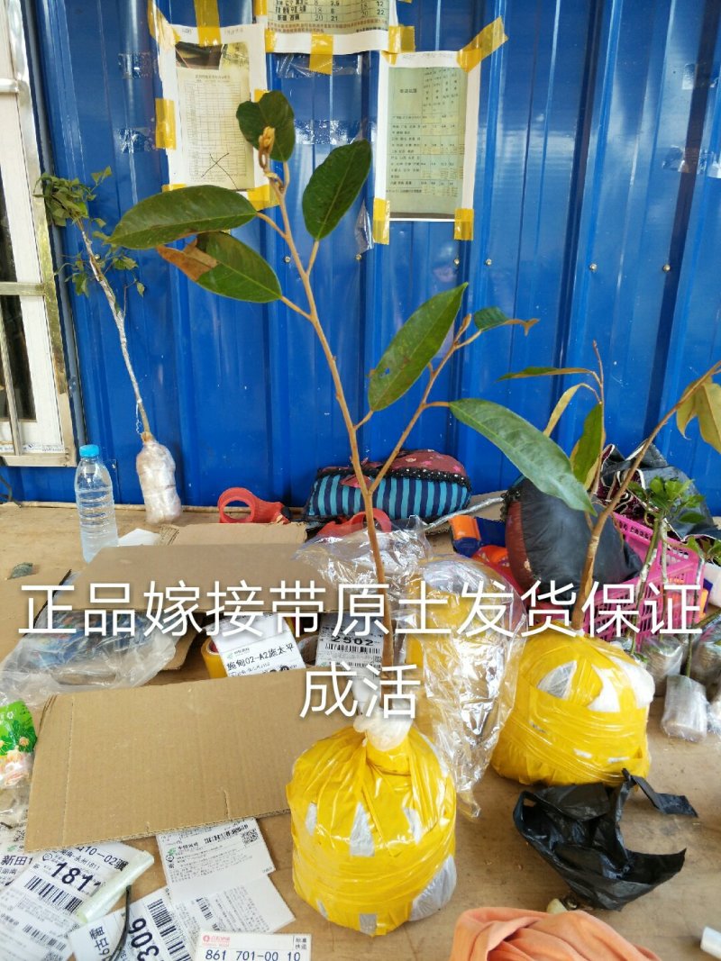 广西榴莲树苗嫁接金枕头榴莲苗批发营养苗发货。
