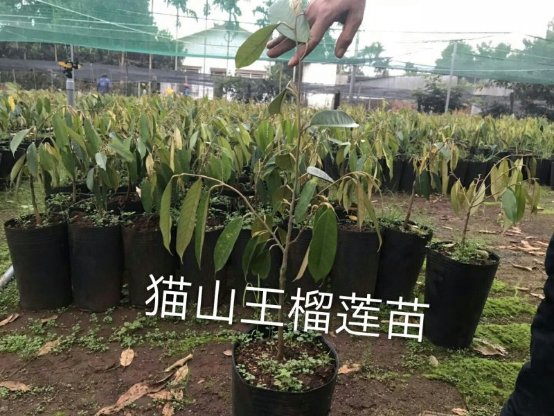 广西榴莲树苗嫁接金枕头榴莲苗批发营养苗发货。