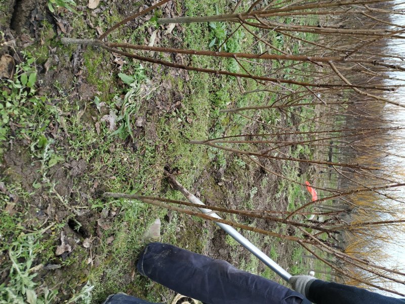 正宗嵊州桃形嫁接李子苗原产地自产自销