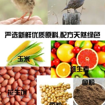 补充营养，鹌鹑吃了会下蛋的饲料！