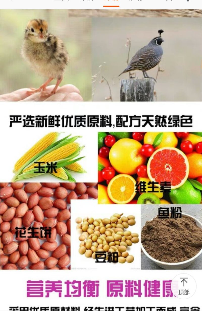 补充营养，鹌鹑吃了会下蛋的饲料！