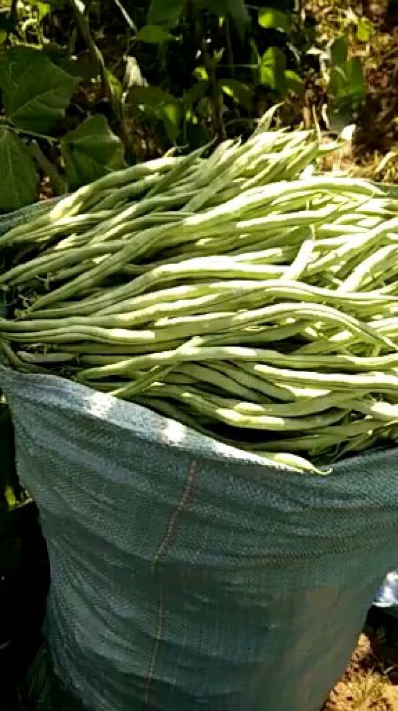 精品小金豆，四季豆，无筋豆