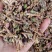 款冬花统货冬花各种中药材批发零售各种规格中药材