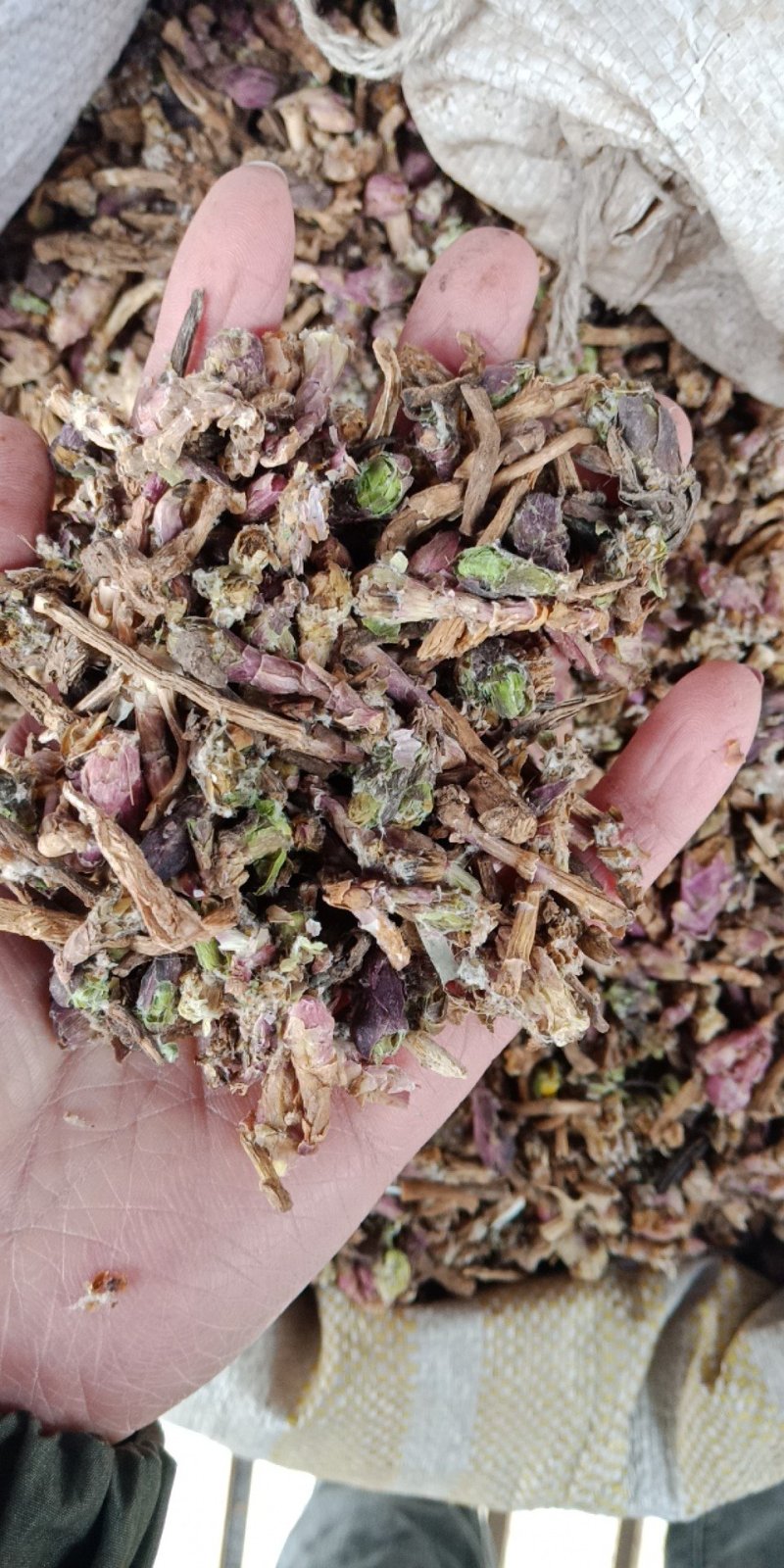 款冬花统货冬花各种中药材批发零售各种规格中药材