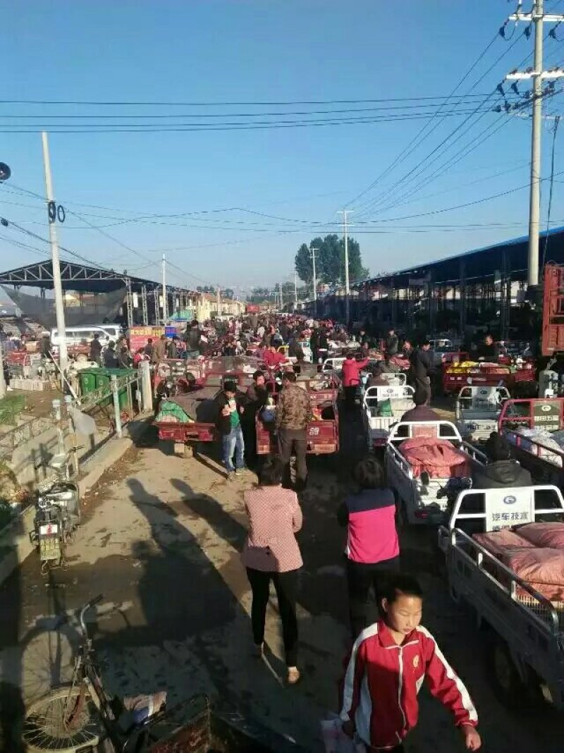 油桃大型基地