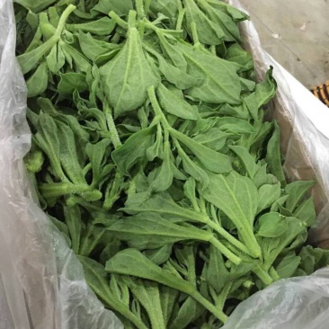 冰草蔬菜之乡特产，全国全网配送