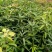 红贵妃芒果苗嫁接芒果树苗包邮