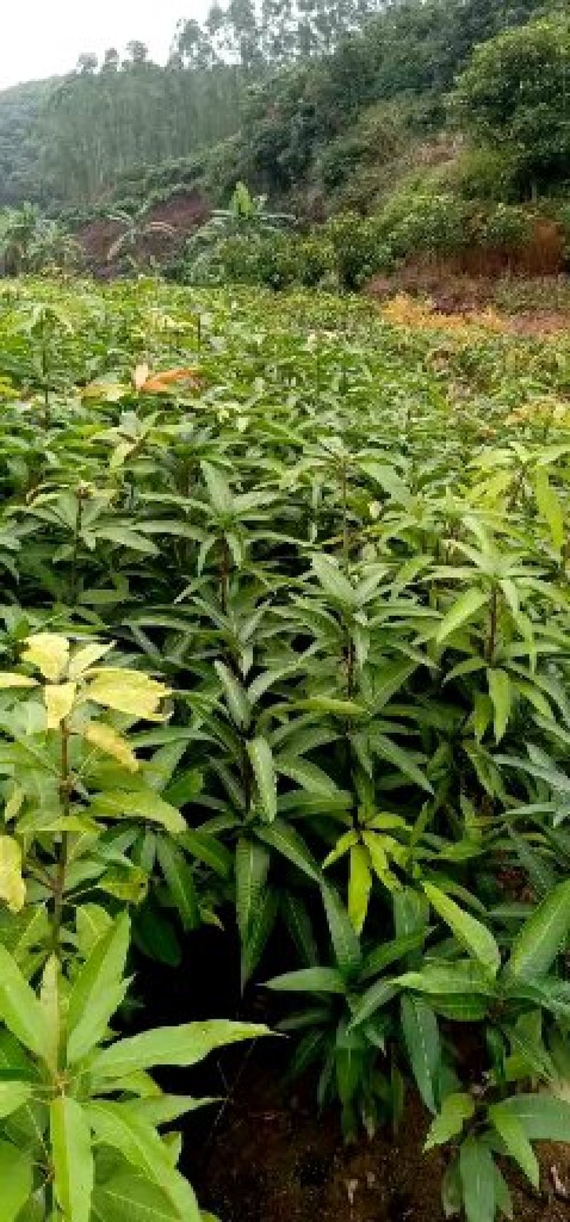 红贵妃芒果苗嫁接芒果树苗包邮
