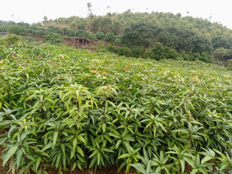 红贵妃芒果苗嫁接芒果树苗包邮