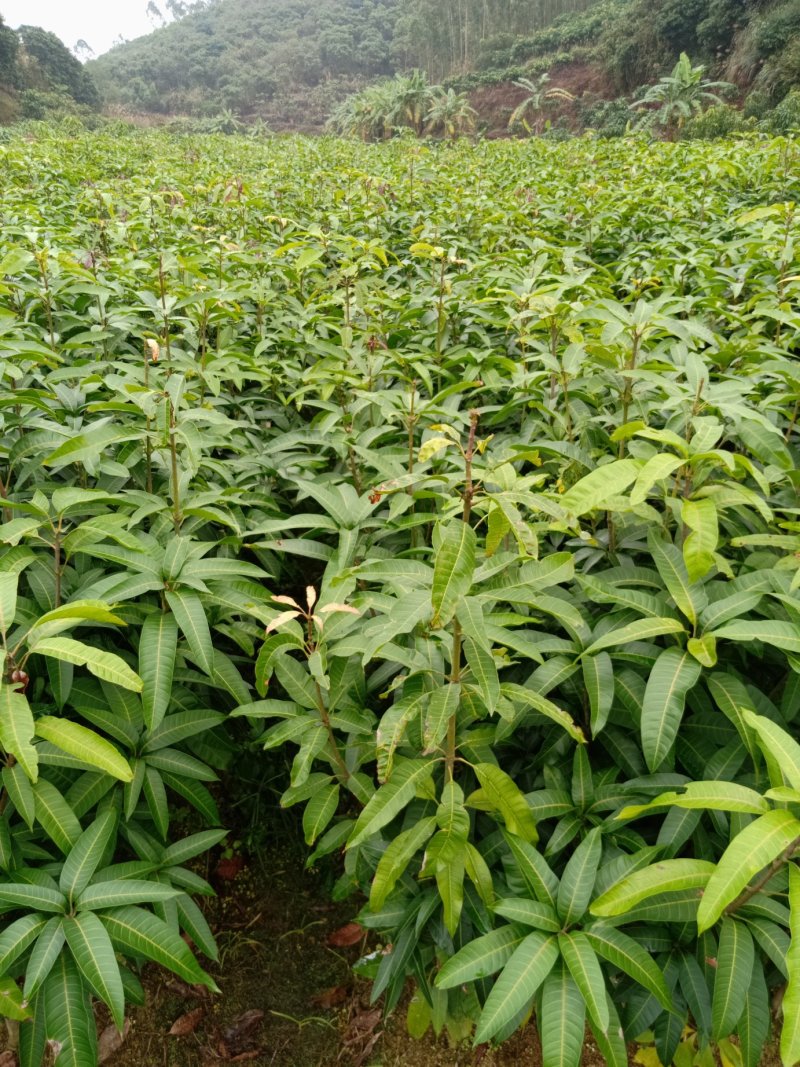 红贵妃芒果苗嫁接芒果树苗包邮