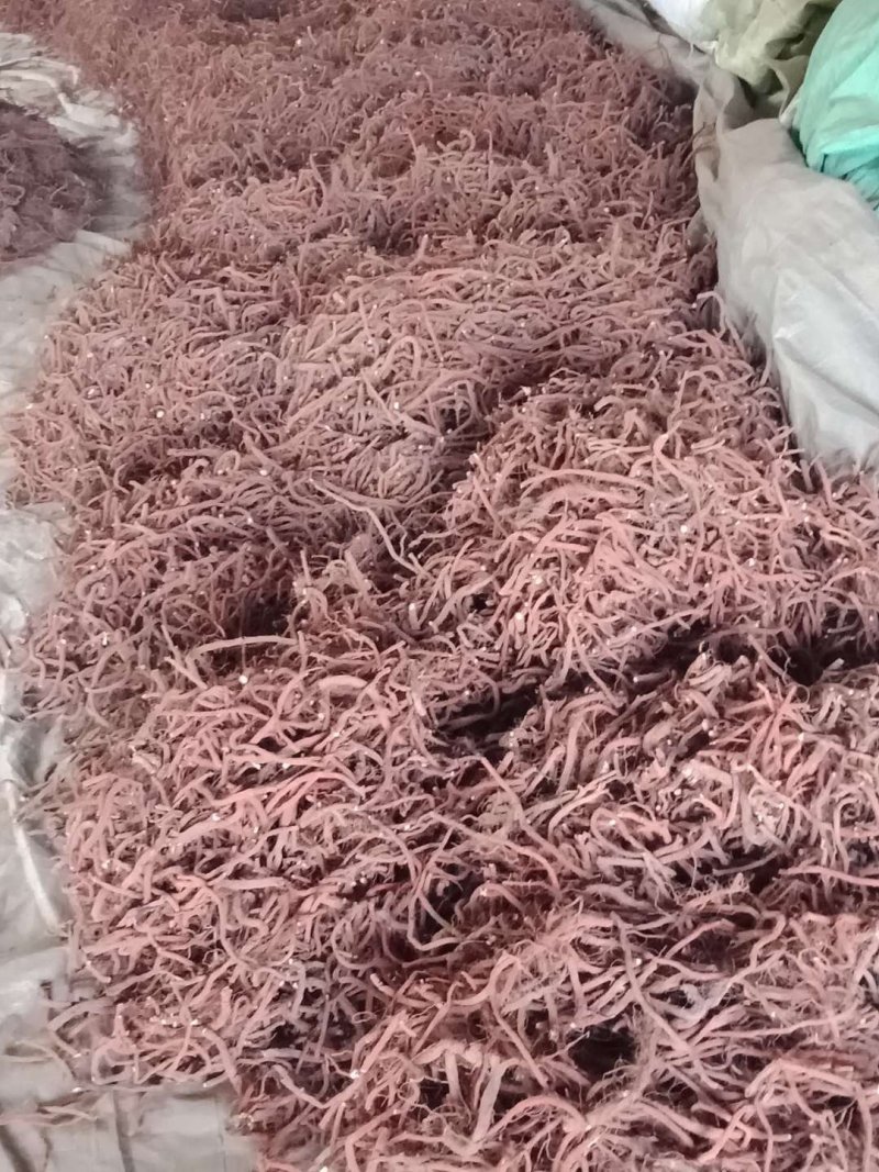 丹参需要大单有实力老板洽谈合作