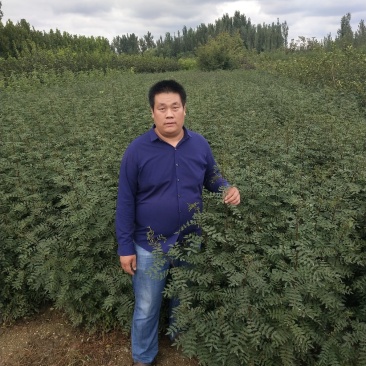 花椒苗大红袍花椒苗九叶青花椒苗品种齐全