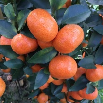 正宗金葵沙糖橘苗2年嫁接苗当年结果欢迎实地看苗