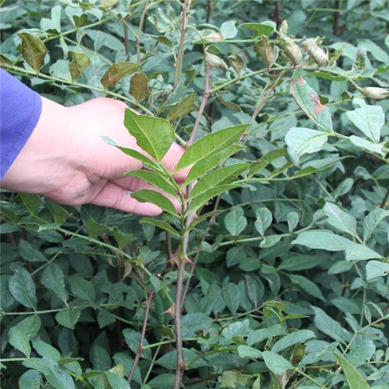 大红袍花椒苗九叶青狮子头无刺花椒规格齐全量大优