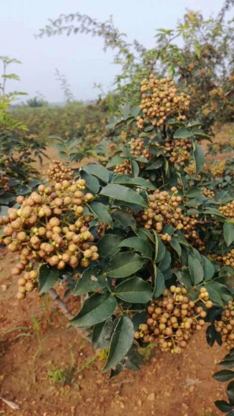 大红袍花椒苗九叶青狮子头无刺花椒规格齐全量大优