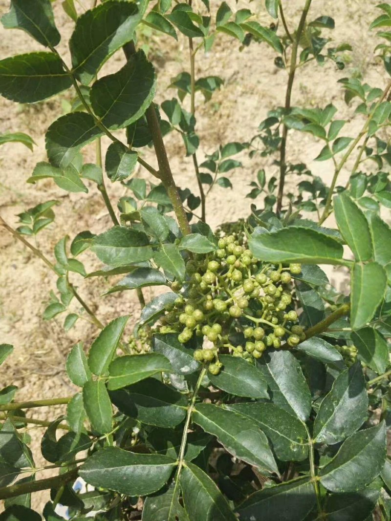 大红袍花椒苗九叶青狮子头无刺花椒规格齐全量大优
