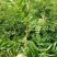 大红袍花椒苗九叶青狮子头无刺花椒规格齐全量大优