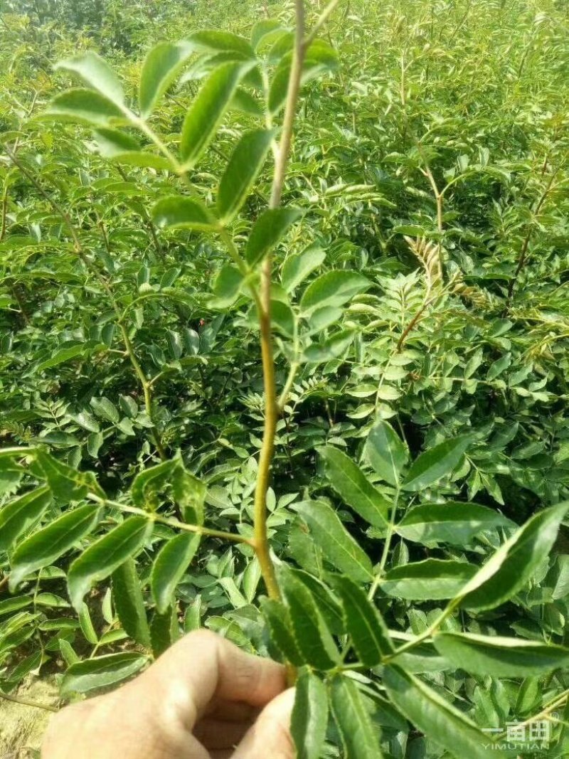 大红袍花椒苗九叶青狮子头无刺花椒规格齐全量大优