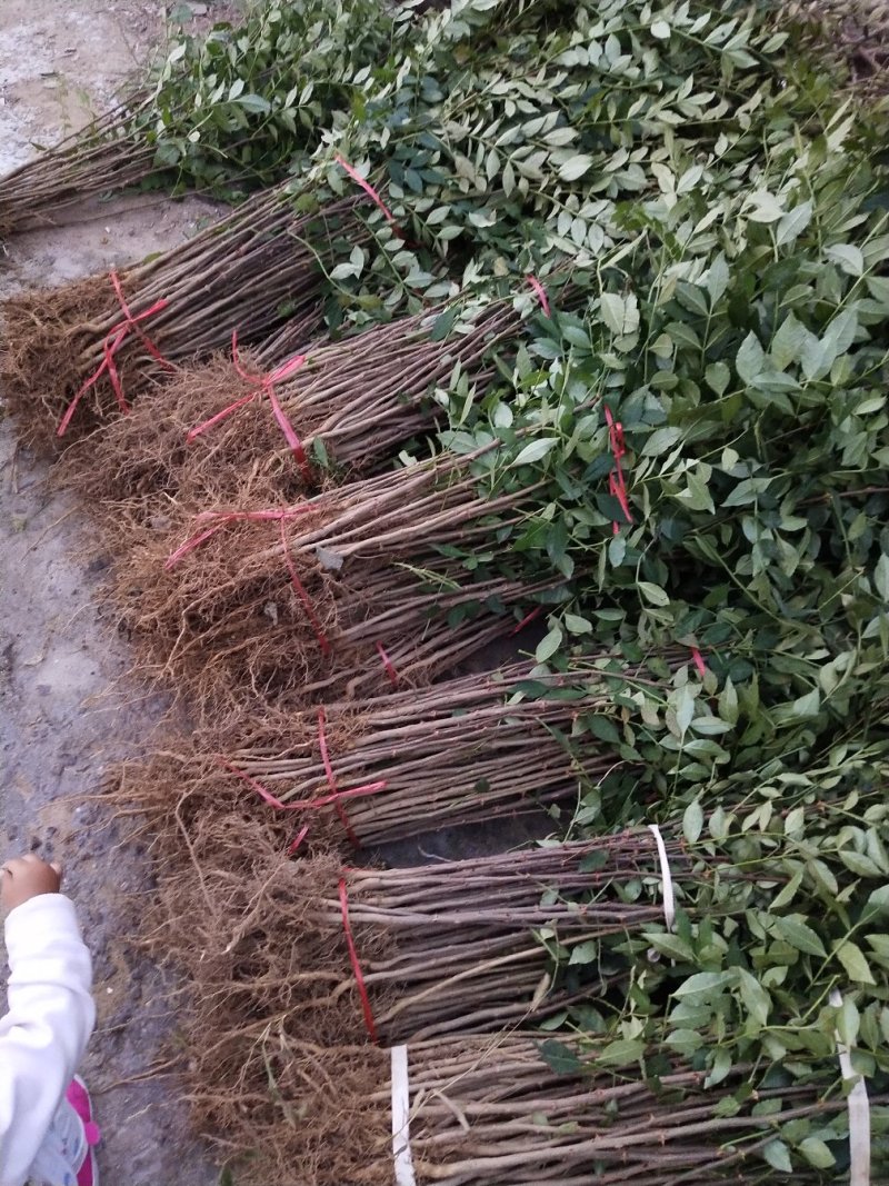 大红袍花椒苗九叶青狮子头无刺花椒规格齐全量大优