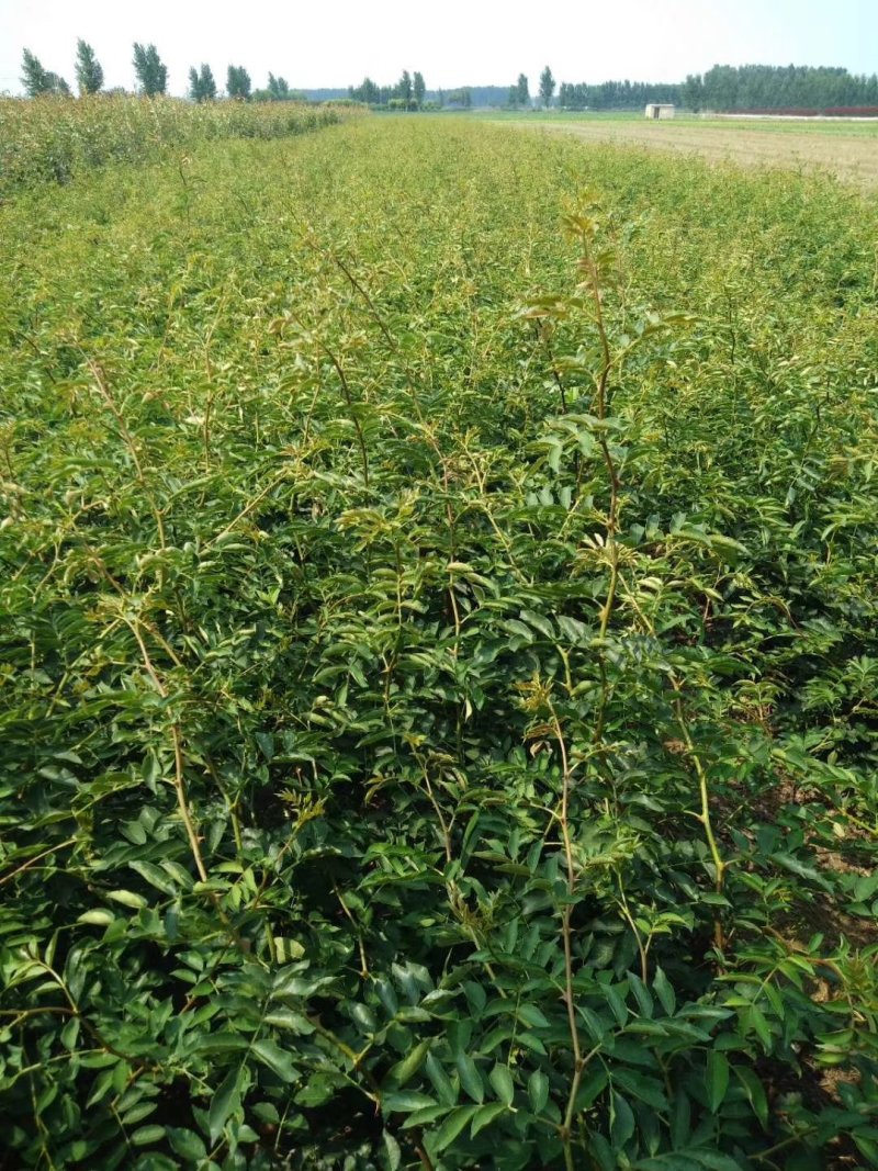大红袍花椒苗九叶青狮子头无刺花椒规格齐全量大优