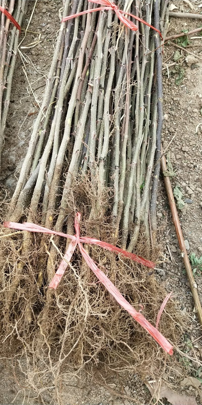 大红袍花椒苗九叶青狮子头无刺花椒规格齐全量大优